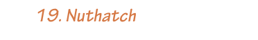         19. Nuthatch